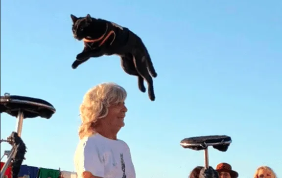 cat jumping overhead a black cat is jumping over a man in a white t - shirt