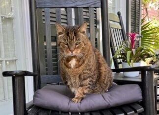 PAWS IN PARADISE: KEY WEST’S WORKING DOGS & CATS a cat is sitting on a chair outside