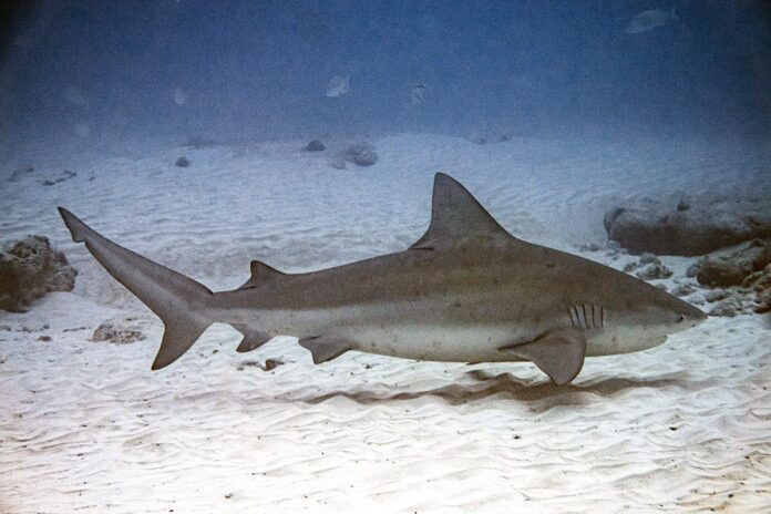bullshark a blacktiped shark swimming in the ocean