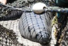 a large gray animal laying on top of a net
