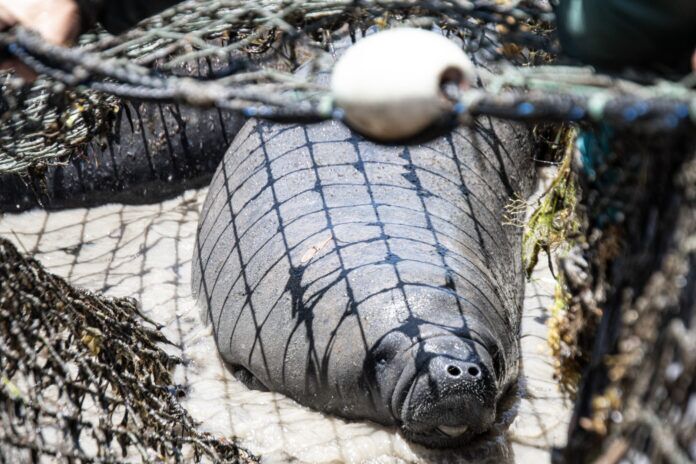 a large gray animal laying on top of a net