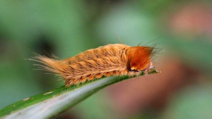 puss caterpillar courtesy of Florida Foundation a close up of a caterpillar on a leaf