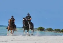 PAWS IN PARADISE: KEY WEST POLICE MOUNTED PATROL UNIT RELIES ON VOLUNTEERS two police officers riding horses on a beach
