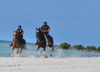 PAWS IN PARADISE: KEY WEST POLICE MOUNTED PATROL UNIT RELIES ON VOLUNTEERS two police officers riding horses on a beach