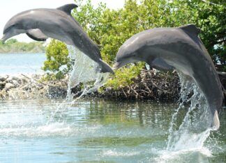 two dolphins are jumping out of the water
