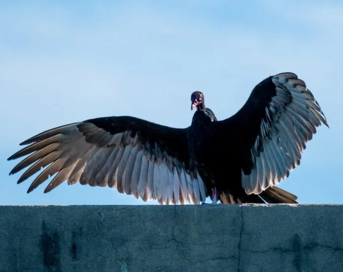 Hedden. Turkey Vulture wings spread a large bird sitting on top of a cement wall