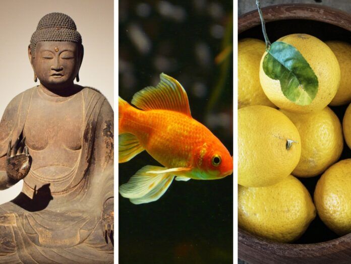 Screenshot 2023-11-28 at 3.30.40 PM a collage of pictures with a buddha statue, lemons and a goldfish