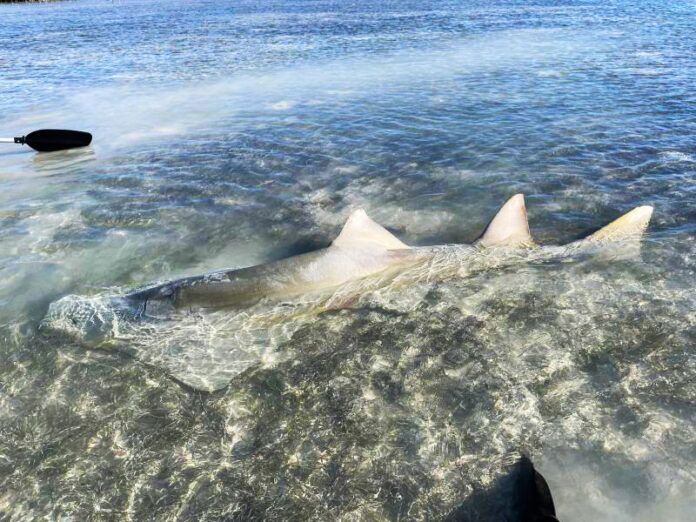 Sawfishkilled a dead shark in the water near a beach