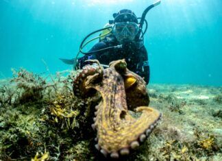 HISTORY OF DIVING LECTURE DELVES INTO OCTOPUS BIOLOGY AND BEHAVIOR a scuba diver with an octopus in the ocean
