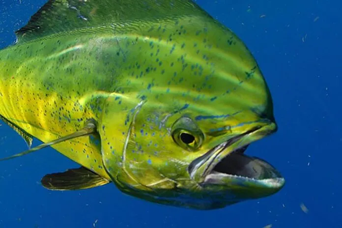 a yellow fish with its mouth open in the water