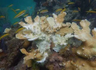 a group of fish swimming around a coral reef