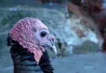 HUMOR: TOP 10 WAYS TO RUIN THANKSGIVING
