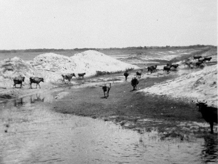 SI-StockIsCows a herd of cattle walking across a snow covered field