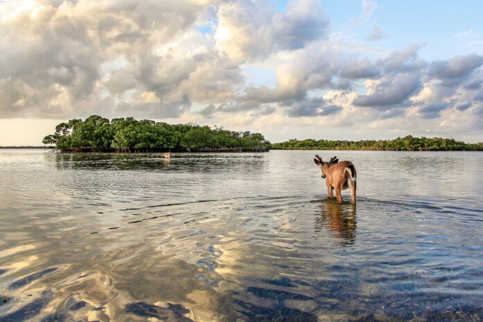 a horse standing in the middle of a lake