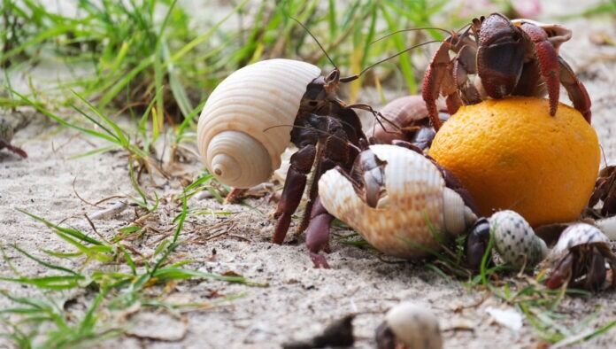 a crab is eating an orange on the beach