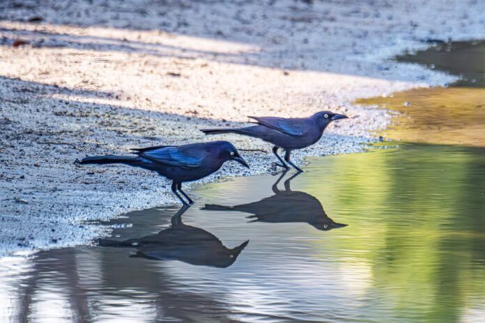 Hedden. Common Grackles Large a couple of birds that are standing in the sand