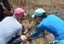 RESCUED MOM AND BABY MANATEE GET ON-SITE TREATMENT FOR FISHING LINE SNARE a couple of people that are in the water