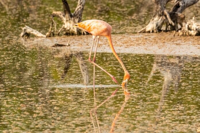 Hedden. Feeding flamingo a flamingo is standing in the water near dead trees