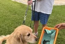 TURTLE HOSPITAL RESCUES LEATHERBACK HATCHLING FOUND DURING POOCH’S EVENING WALK a dog is sniffing a paper boat in the grass