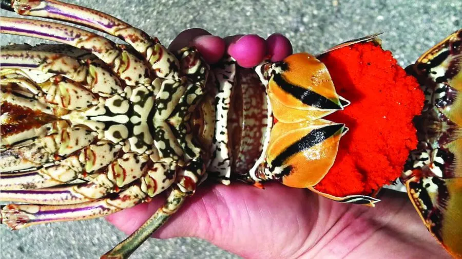 a close up of a person holding a crab