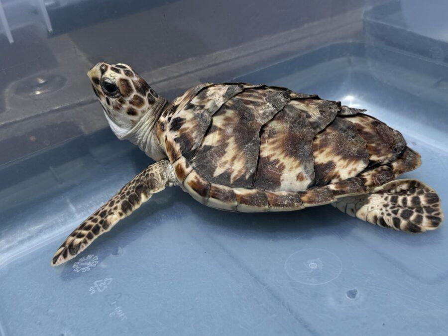 a turtle is sitting in a plastic container
