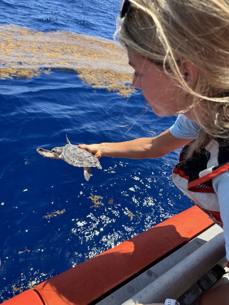 a little girl feeding a sea turtle from a boat