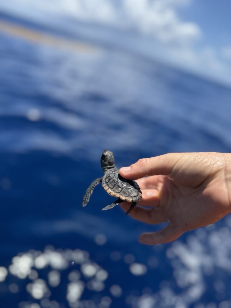 a person holding a small turtle in their hand