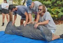A LETTER FROM A RESCUER: WHY SAVING MANATEES MATTERS