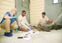 IMPALED CROCODILE RESCUED IN KEY LARGO; FWC INVESTIGATION CONTINUES a couple of people that are sitting on the ground