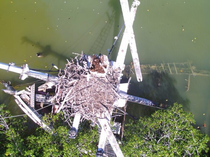a bird's eye view of a bird's nest in the middle of