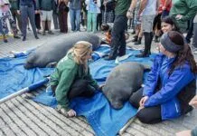 MOM & BABY MANATEE GO HOME FOLLOWING RELEASE AT PENNEKAMP STATE PARK