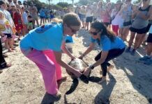 ‘COLD-STUNNED’ SEA TURTLE RELEASED TO SEA AT ISLAMORADA’S FOUNDERS PARK