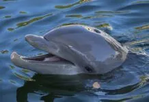 DOLPHIN LIFE SECURES SIX NEW RESCUES, NEEDS VOLUNTEERS
