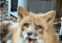 OCEAN REEF COMMUNITY FOUNDATION SUPPORTS PAWSITIVE BEGINNINGS