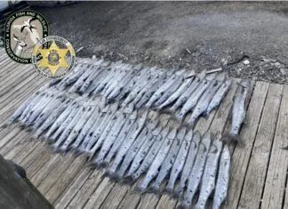 INTO THE TEETH OF THE LAW: KEY WEST MEN BUSTED WITH 56 BARACUDA