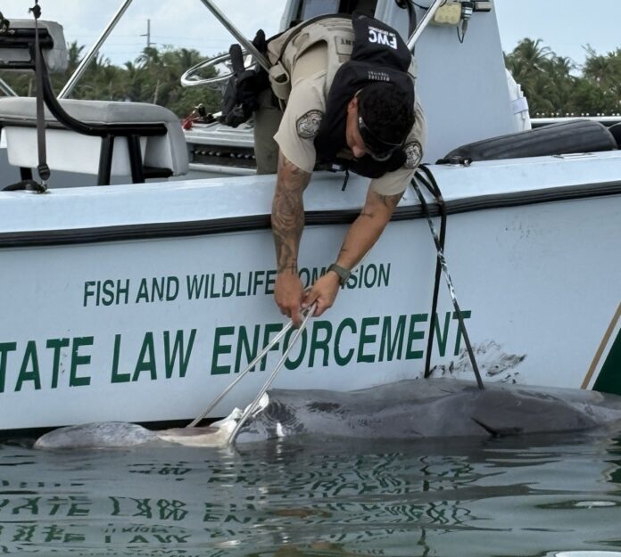 RARE BEAKED WHALE WASHES ASHORE IN GRASSY KEY