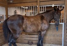 KEY WEST MOURNS LOSS OF MILA, THE POLICE HORSE