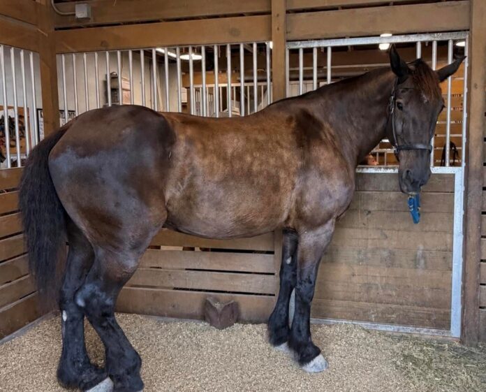 Mila the horse