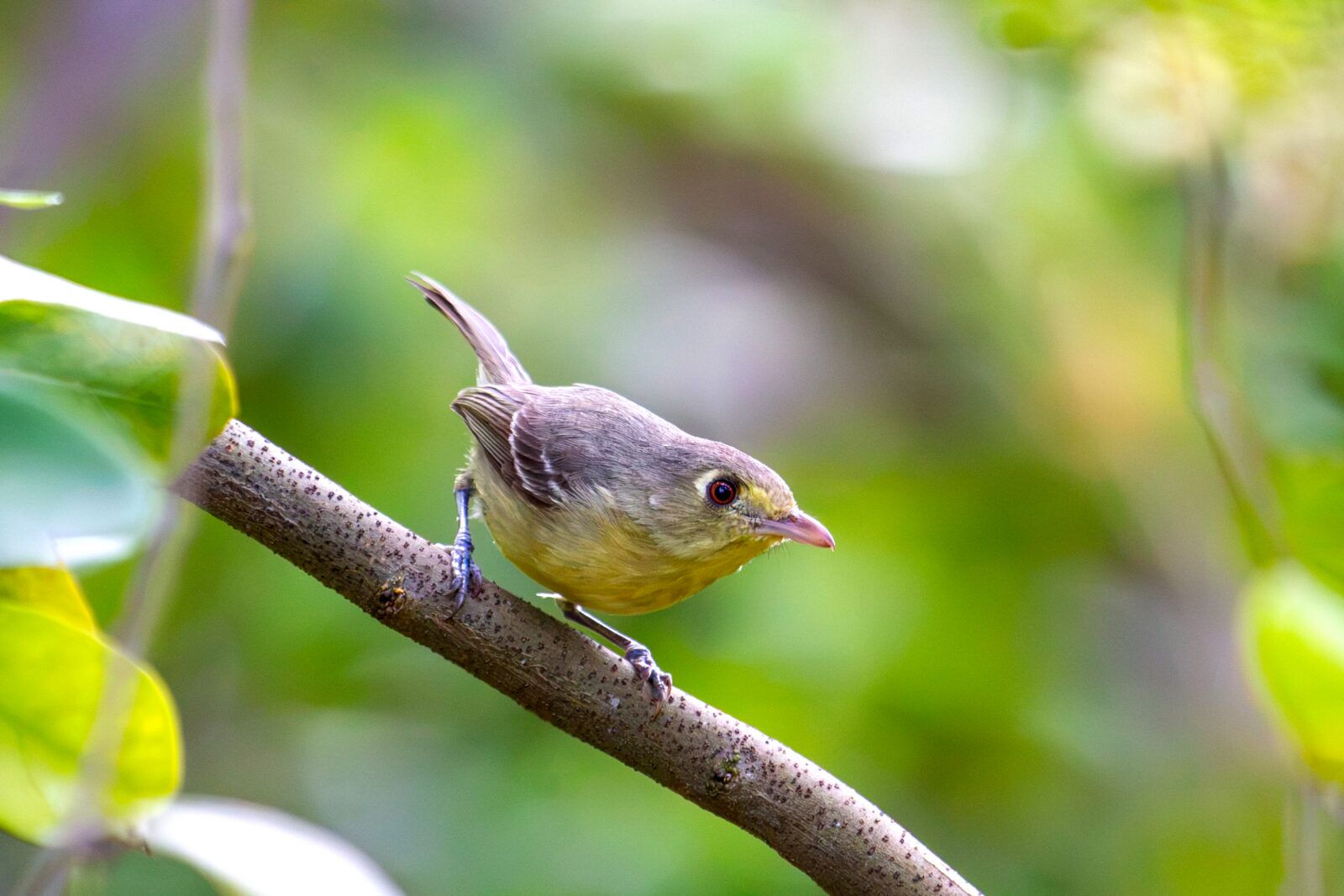 Wild West Rol Wild Things: Rare birds and civic duties