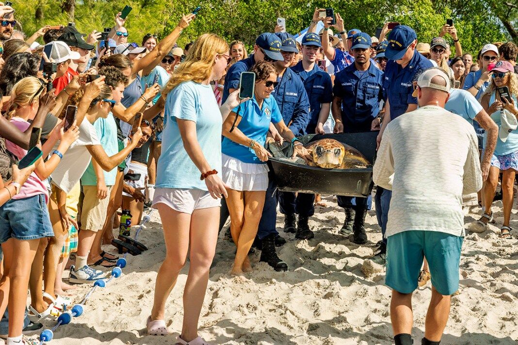 Go big AND go home: Rescued loggerhead ‘Timmy’ returns to the sea