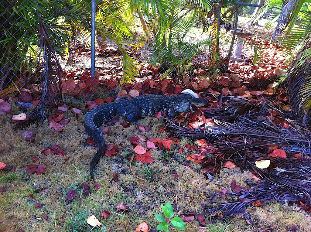 Gator on Big Pine Key
