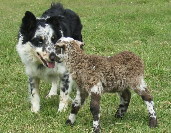 A dog standing on top of a grass covered field - Border Collie