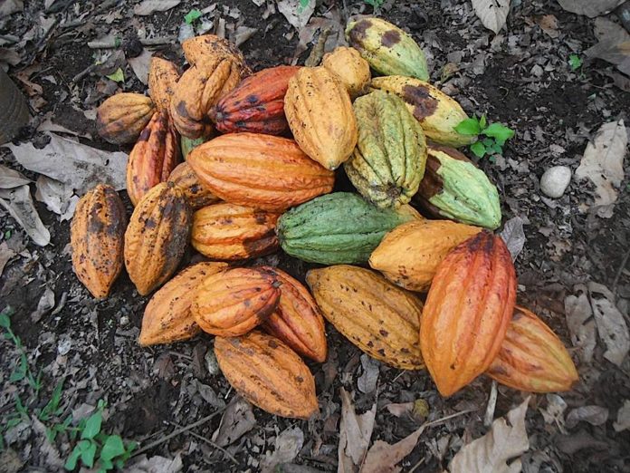 A pile of fruit - Cocoa bean