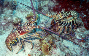 Lobster mini-season 