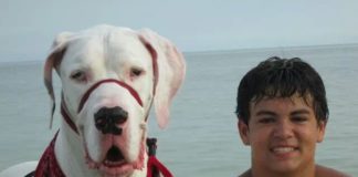 #News: Family recovers from houseboat fire & community responds - A person and a dog in a body of water - Great Dane