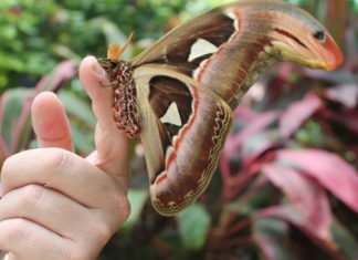 #DayTripping: Key West Butterfly and Nature Conservatory & Key West Pub - A close up of a hand holding an animal - The Key West Butterfly and Nature Conservatory