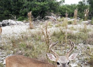 #DayTripping: Big Pine Key deer & No Name Pub - A deer standing in the grass - White-tailed deer