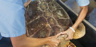 #News: Keys Sea Turtle Heads to San Diego Via FedEx - A person holding a turtle - Loggerhead sea turtle