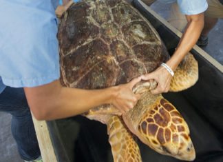 #News: Keys Sea Turtle Heads to San Diego Via FedEx - A person holding a turtle - Loggerhead sea turtle