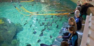#DayTripping: Florida Keys Aquarium Encounters & Sweet Savannah’s - A group of people swimming in a pool of water - Florida Keys